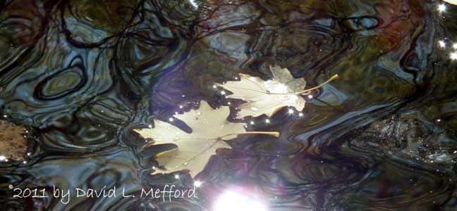 Leaves on Water 2